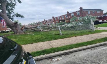 Commercial Tree service