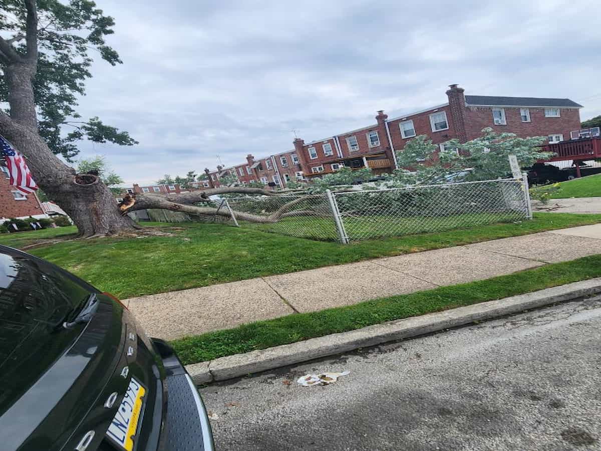 Commercial Tree service