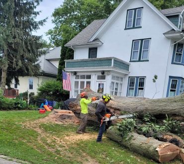 Residential Tree Service