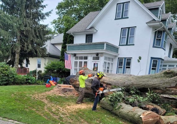 Residential Tree Service