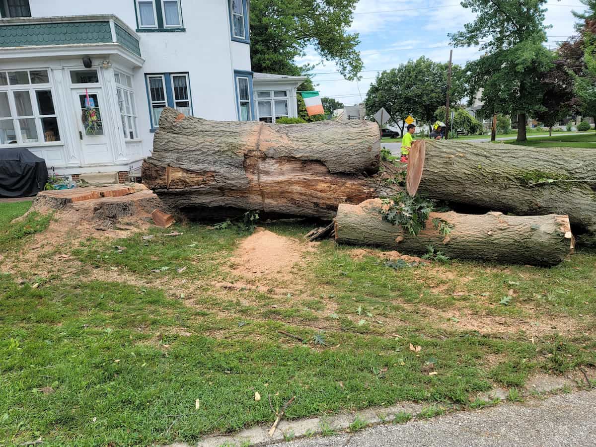 Residential Tree Service