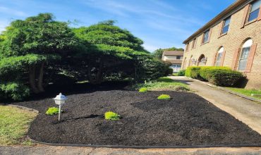 Residential Tree Service