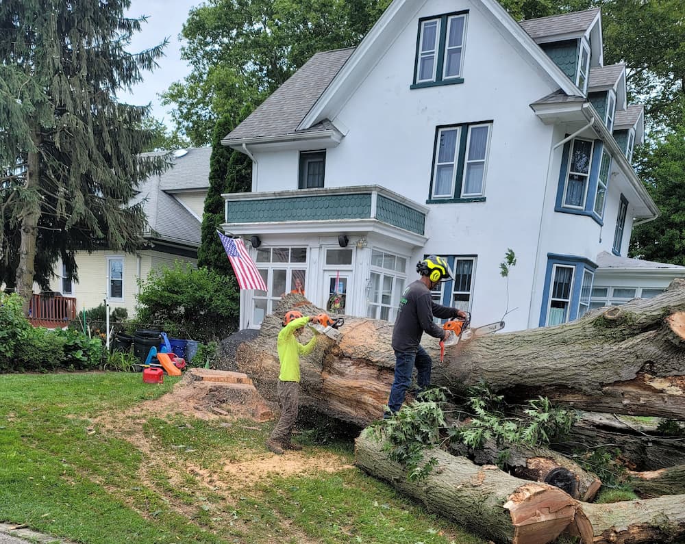 Tree Removel 