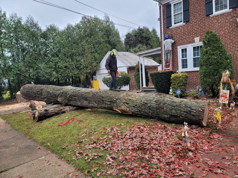 Safe Tree Removal Project