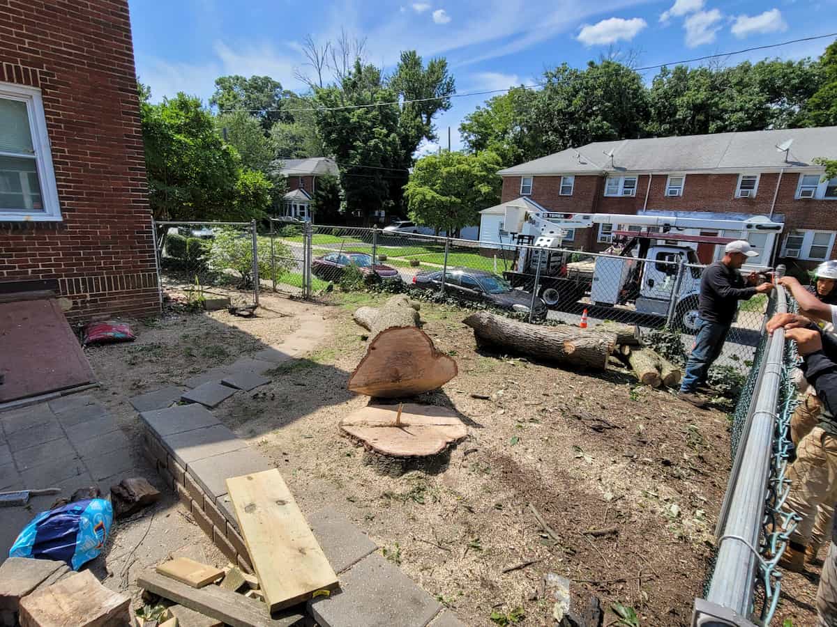 Stump Removal in Elkins Park, PA