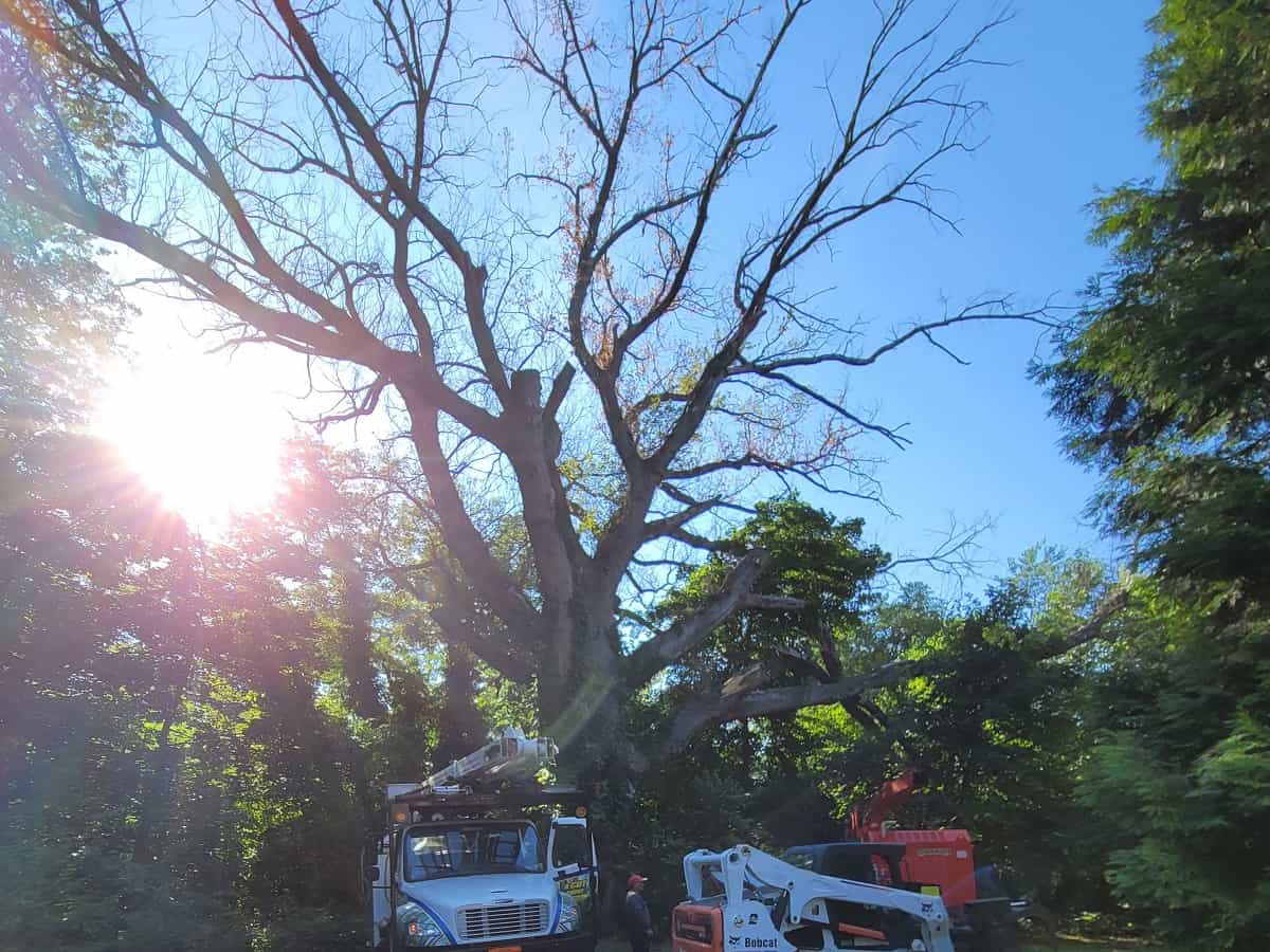 Tree Pruning in Chester County, PA