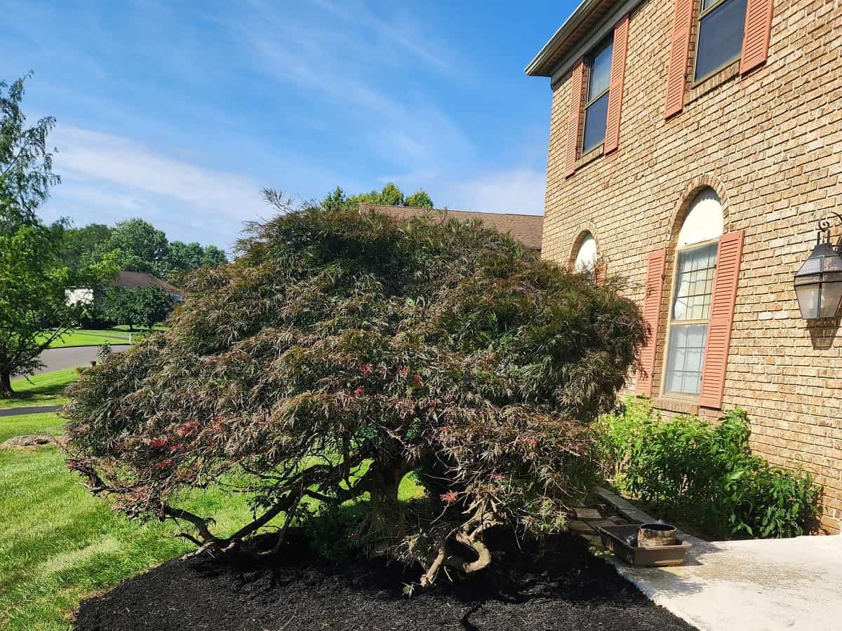 Tree Pruning in Delaware County, PA