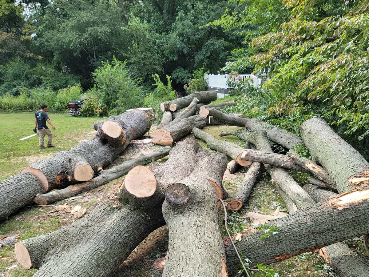 Tree Removal in Glen Mills, Thornbury Township, PA
