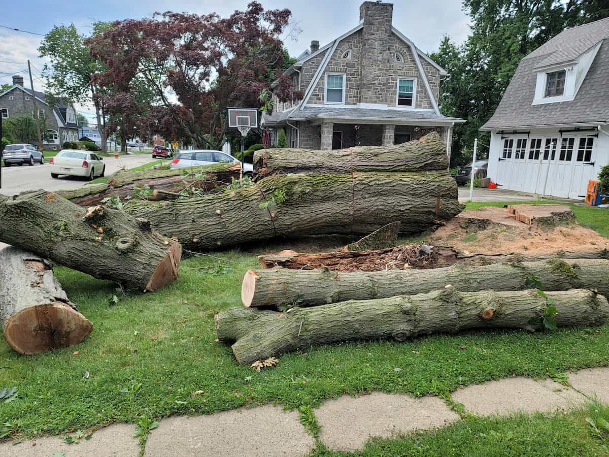 Tree Removal in Media, PA