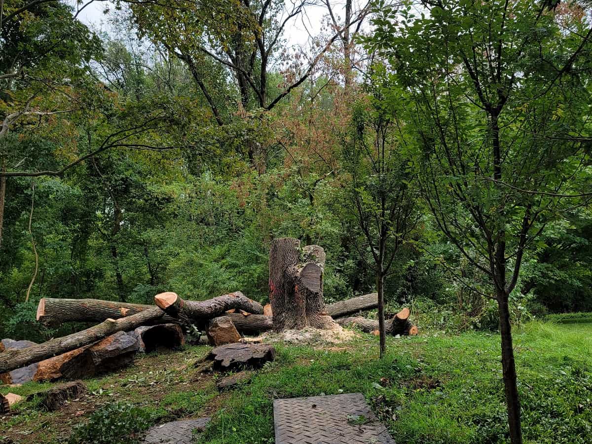 Tree Removal in Philadelphia, PA