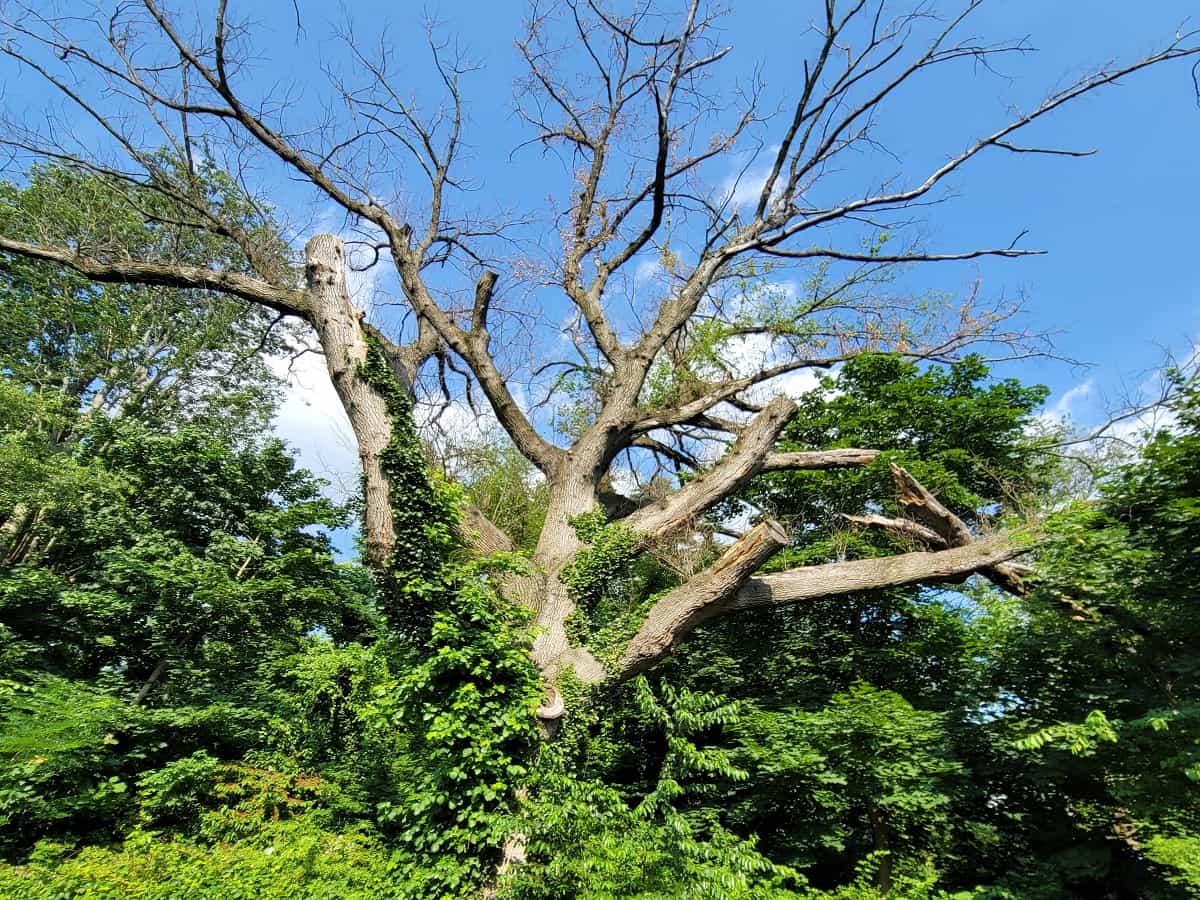 Tree Trimming in Aston Township, PA